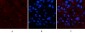 TTR mouse Monoclonal Antibody(1D7)